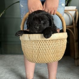 Bright green - Black Newfoundland puppy in Great Falls, Montana from True North Newfoundlands