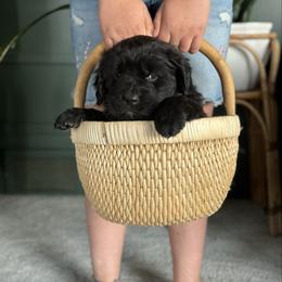 Bright green - Black Newfoundland puppy in Great Falls, Montana from True North Newfoundlands