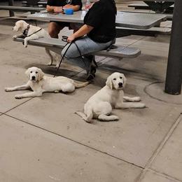 Golden Retriever Puppies from Danielle Kemper