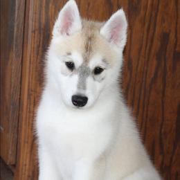 Paramore - Gray and white female Siberian Husky puppy in Le Sueur, Minnesota from Tevana Siberians LLC