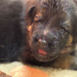 Male 1 - Black and red male German Shepherd puppy in Winchester, Kentucky from Drache Feld
