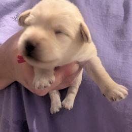 Baby girl - Wheaten female Miniature Schnauzer puppy in Eupora, Mississippi from Mississippi Mini Schnauzers