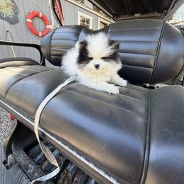 Pretty boy 2 - Black parti male Pomeranian puppy in Marshville, North Carolina from POM POM LOVE
