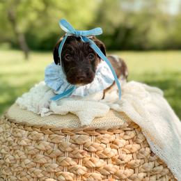 Cocoa - Parti female Goldendoodle puppy in Ooltewah, Tennessee from Allison Family Doodles