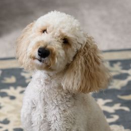 Lulu - Goldendoodle