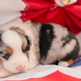 Girl 4 - female Australian Shepherd puppy in Markleville, Indiana from Take Five Aussies