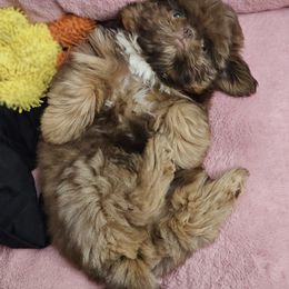 Boy 2 - male Shih Tzu puppy in Kings Mountain, North Carolina from NC Shih Tzus by Tammy