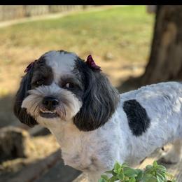 Betunia - Maltipoo