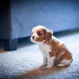Cavalier King Charles Spaniel Puppies from Cavaliers of House Northup