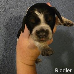 Riddler - Tri-Roan male English Springer Spaniel puppy in Lake City, Florida from Thunderbird Springers