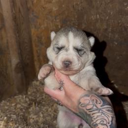 Girl 2 - Gray and white female Siberian Husky puppy in Iron River, Wisconsin from Wiemeri Siberians
