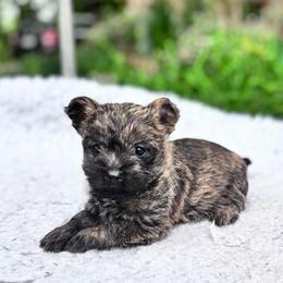 Nala - Cream brindle female Cairn Terrier puppy in Mountain Grove, Missouri from CreekTop