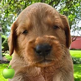 Green Apple from our 'Fruits of Summer litter' - Dark golden male Golden Retriever puppy in Fisher, Illinois from Aslan's Pride of Fidei Family Farms