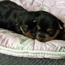 Yorkshire Terrier puppies from Pastime’s Yorkshire Terriers