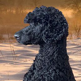 Maisel - Poodle
