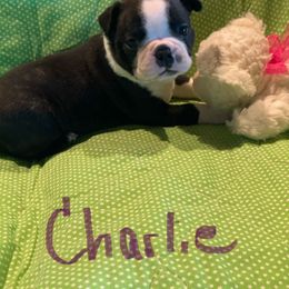 Charlie - Black and white male Boston Terrier puppy in Brown City, Michigan from Mae Boston Terriers