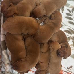Female 4 - Yellow female Labrador Retriever puppy in Wardensville, West Virginia from Sager’s Labrador Puppies