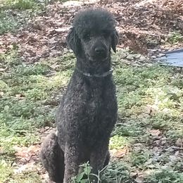 Noveske - Poodle