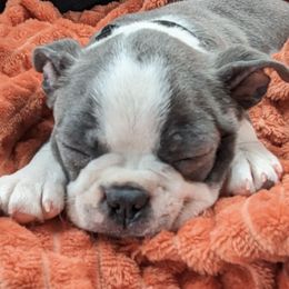 Boston Terriers from Blue Boston's of Bayou Chicot