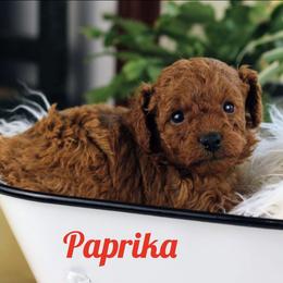 Paprika - Red  male Poodle puppy in Pottersville, Missouri from Christina Miller's Poodles