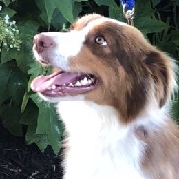 Ruthie - Australian Shepherd