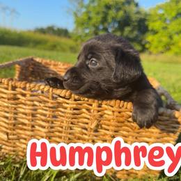 Humphrey - Black male Labrador Retriever puppy in Lucasville, Ohio from Backwoods Labradors