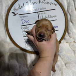 Doe - hot pink collar - Yellow female Labrador Retriever puppy in Troy, South Carolina from Wicked Flyer Retrievers