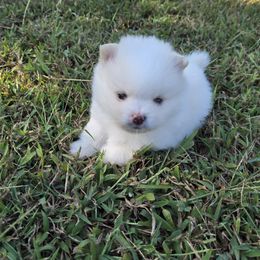 Pomeranian Puppies from Ruby's Pomeranians