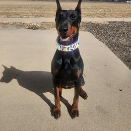 Doberman Pinscher All Grown Up from Doig Dobermans