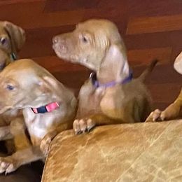 Vizsla Puppies from Carlson Vizslas