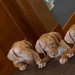Vizsla Puppies from Carlson Vizslas