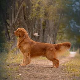 Golden Retriever Puppies from Sound Golden Retrievers