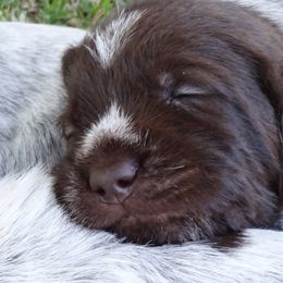 Wirehaired Pointing Griffons from Agassiz Wirehaired Pointing Griffons