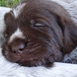 Wirehaired Pointing Griffons from Agassiz Wirehaired Pointing Griffons