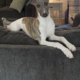 Whippet Puppies from Hertzog  Whippets