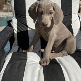 Weimaraner Puppies from Kennedy Weimaraners