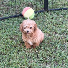 DP Green - Red male Assorted Doodle Crosses puppy in Benson, North Carolina from A Bundle of Love