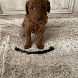 Goldendoodle Puppies from Jozlyn’s Pups