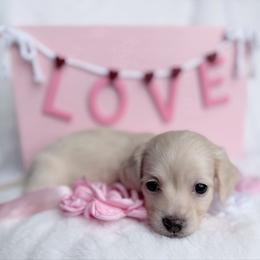 Zara - Cream female Dachshund puppy in Richmond, Virginia from Irresistible Dachshunds & Cavaliers