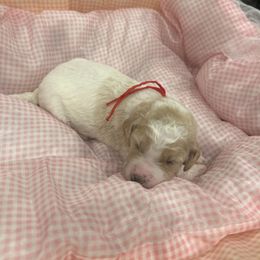 Daisy - Parti female Poodle puppy in Mobile, Alabama from Semmy’s Standard Poodle LLC