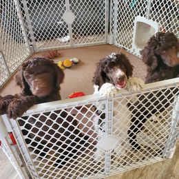 Poodle Puppies from Edith and Company Fantastic Standard Poodle Life