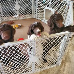 Poodle Puppies from Edith and Company Fantastic Standard Poodle Life