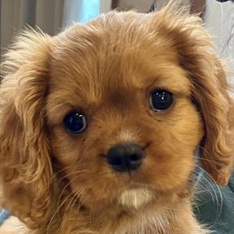 Cavalier King Charles Spaniels from Wright Cavaliers