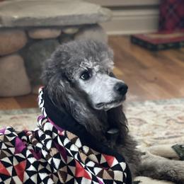 Freya - Bernedoodle