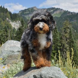 Kyle - Bernedoodle