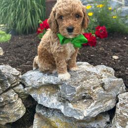 Felix - Red  male Goldendoodle puppy in Mint Hill, North Carolina from DoodleForever