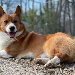 Joker - Pembroke Welsh Corgi