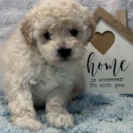 Beau - White male Poodle puppy in Columbus, Mississippi from Rocky Road Kennel