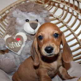 Boy 4 - Red male Dachshund puppy in Craig, Colorado from Rocky Mountain Shih Tzus and Dry Creek Miniature Dachshunds