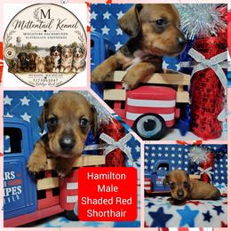 Hamilton - Sable male Dachshund puppy in Hudson, Michigan from Mittentail Kennel Miniature Dachshunds & Australian Shepherds